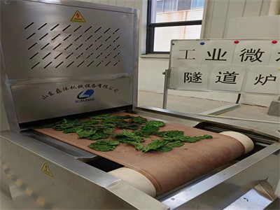  桑葉微波烘干機 新鮮葉子干燥設備 